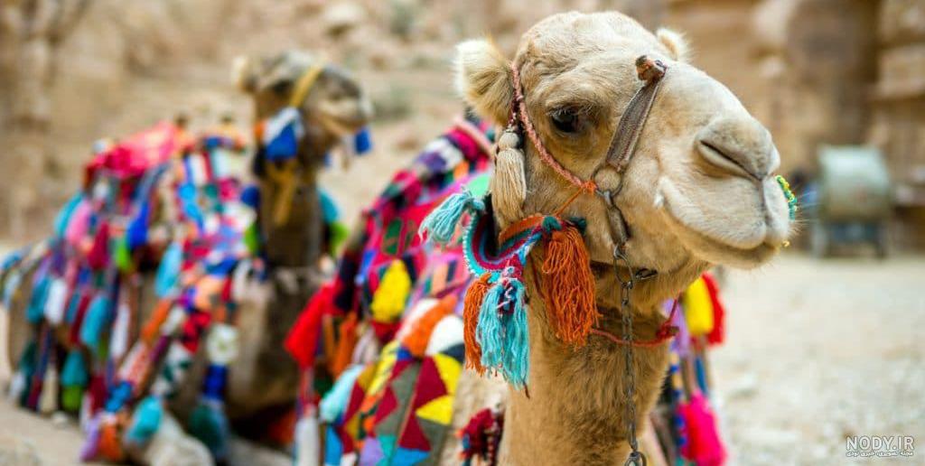 خواص گوشت شتر خواص گوشت شتر