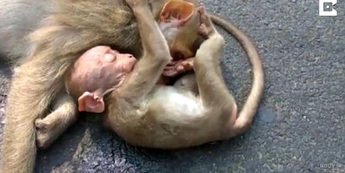 دنیای بچه میمونها