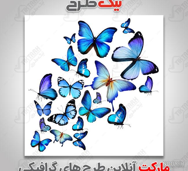 رنگ پروانه نقاشی