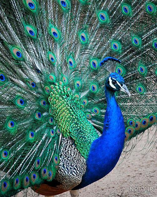 زیباترین عکس طاووس