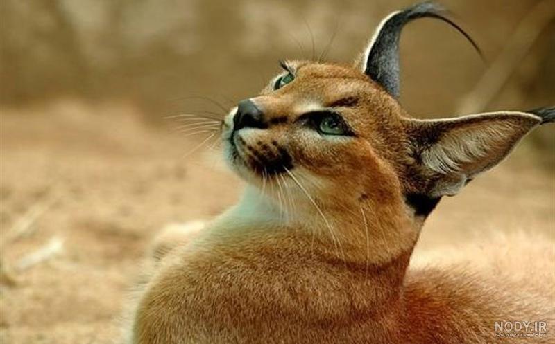 سیاه گوش برفی