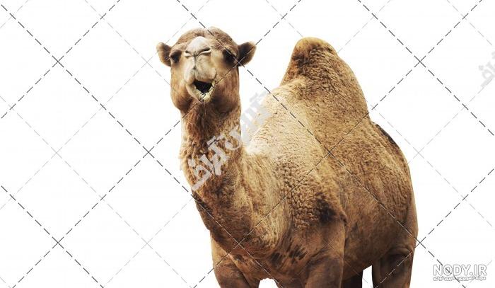 شتر در کجا زندگی میکند شتر در کجا زندگی میکند