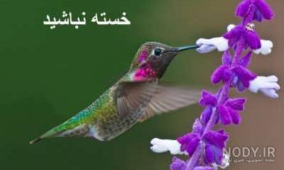 شعر خدا قوت