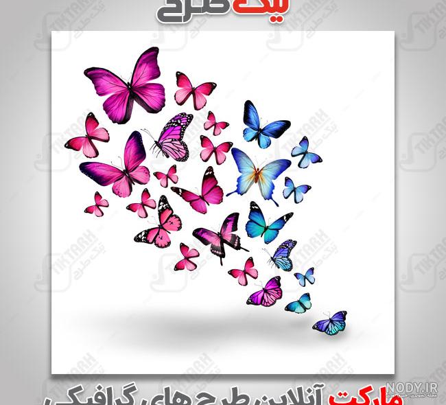 طرح پروانه روی دیوار