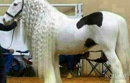 عکس اسب زیبا برای تصویر زمینه