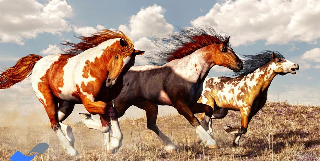 عکس اسب سیاه ترکمن