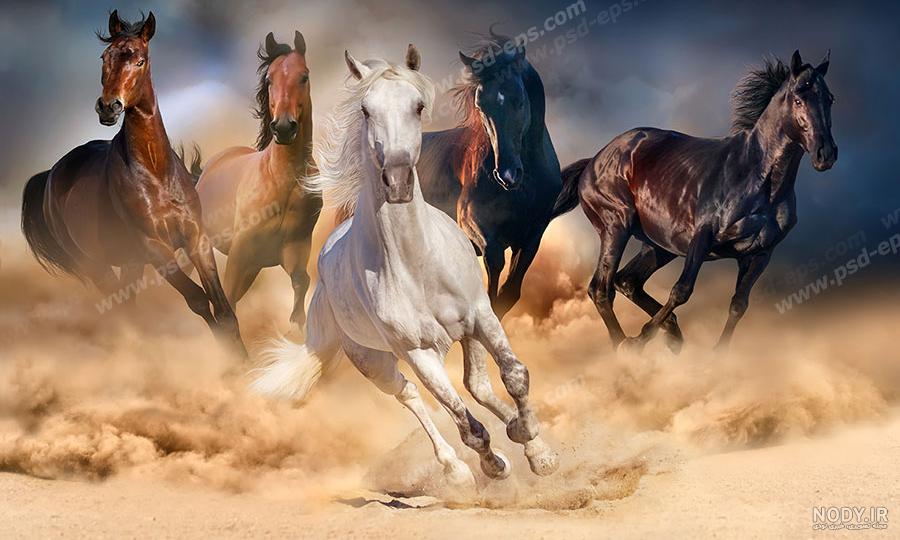 عکس اسب سیاه پیشونی سفید