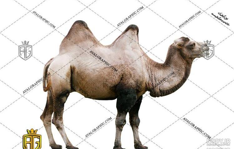عکس انواع شتر عکس انواع شتر