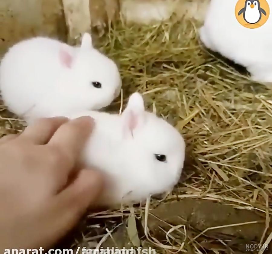 عکس خرگوش بامزه عکس خرگوش بامزه