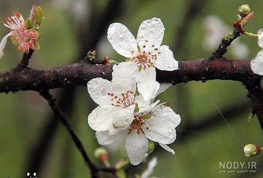 عکس شکوفه درخت سیب