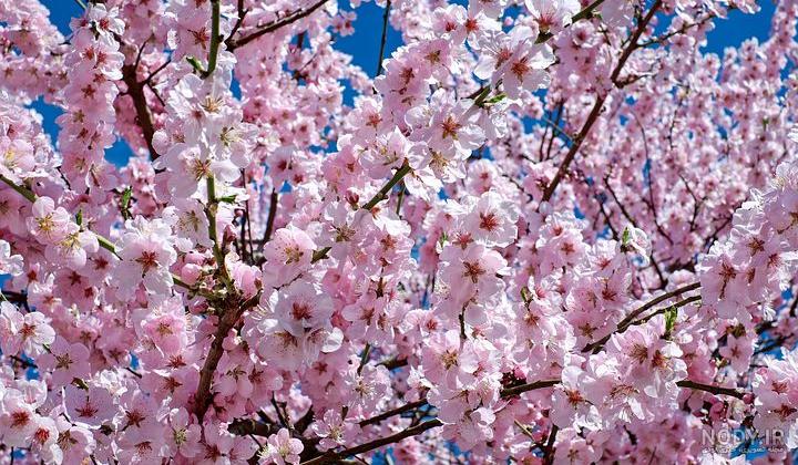 عکس شکوفه های بهاری با کیفیت بالا