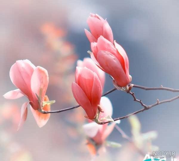 عکس شکوفه های بهاری برای پروفایل