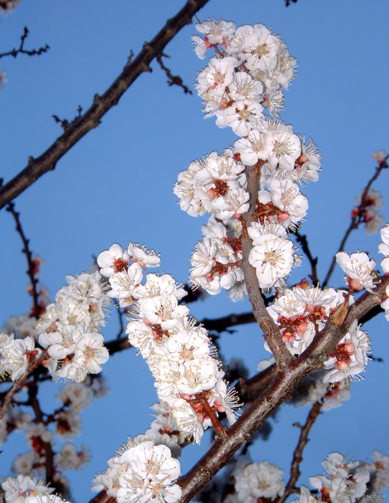 عکس شکوفه های بهاری در ایران