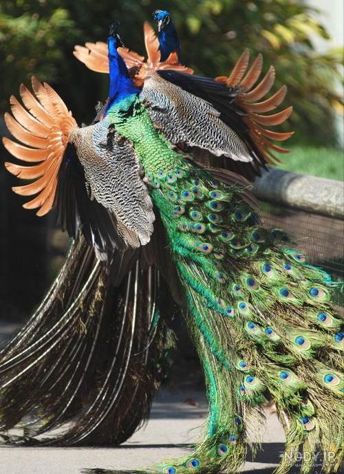 عکس طاووس رنگارنگ