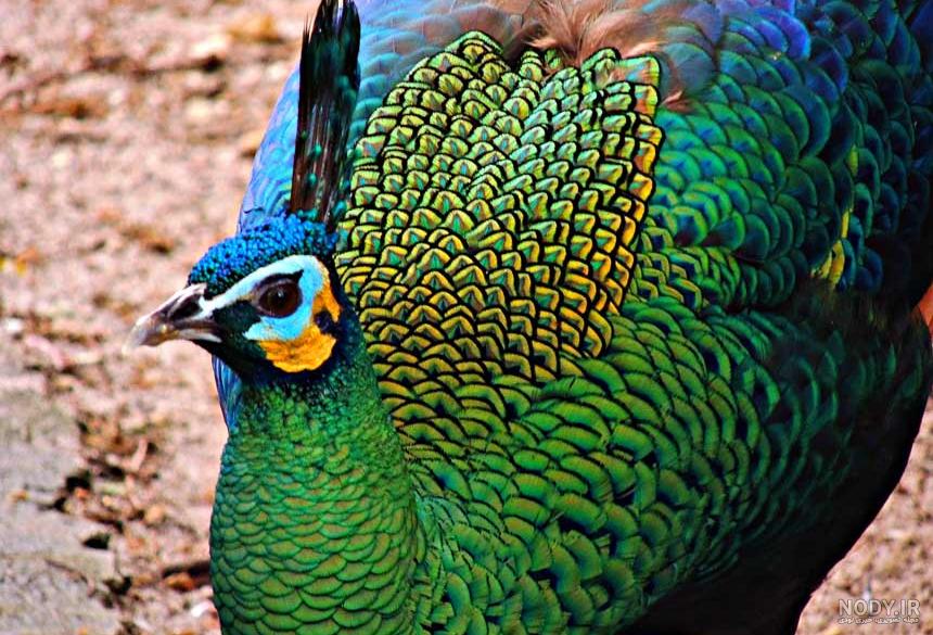 عکس پر طاووس زیبا
