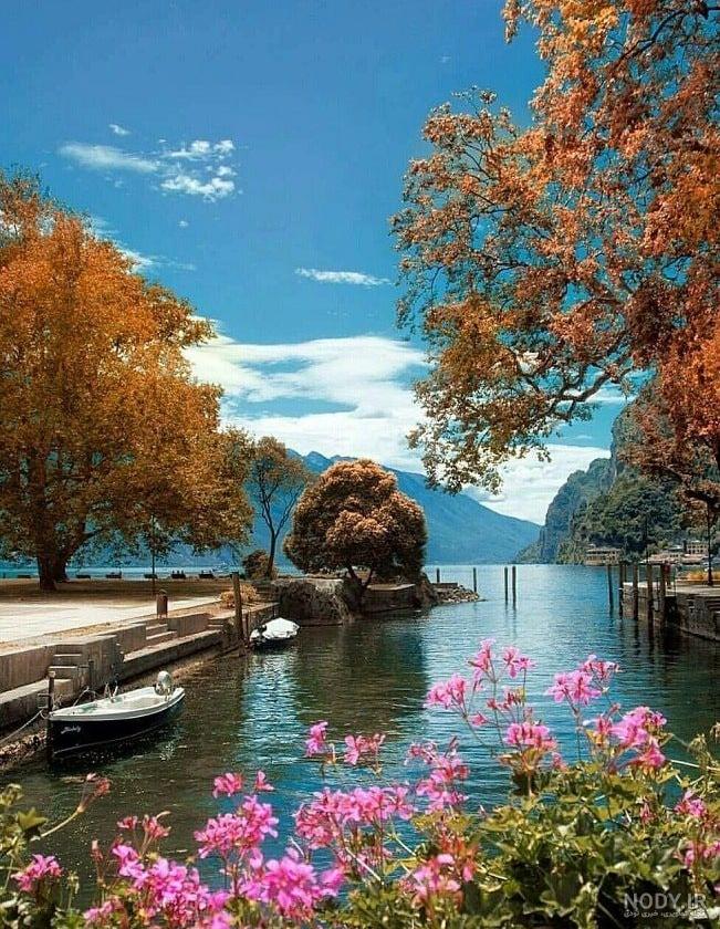 عکس گل زیبا برای پروفایل عکس گل زیبا برای پروفایل