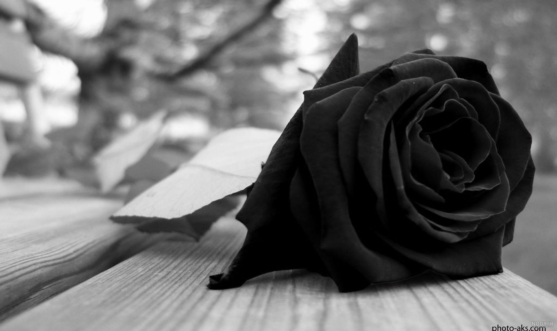 عکس گل سیاه برای تسلیت عکس گل سیاه برای تسلیت