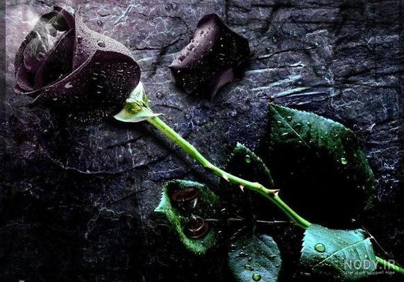 عکس گل سیاه دانه عکس گل سیاه دانه