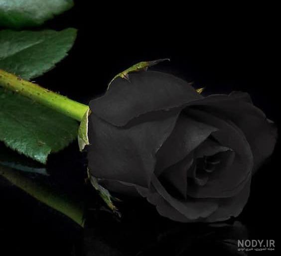 عکس گل سیاه و سفید عکس گل سیاه و سفید