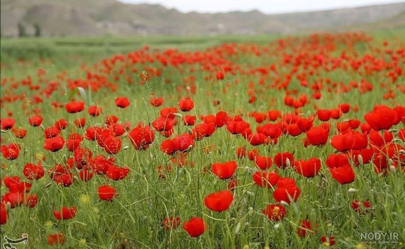 عکس گل طبیعی عکس گل طبیعی