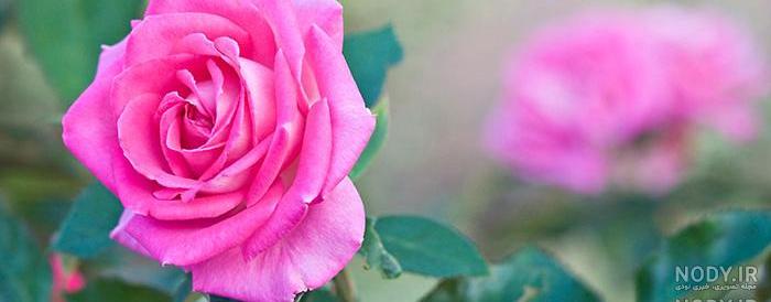 عکس گل نوشته دار