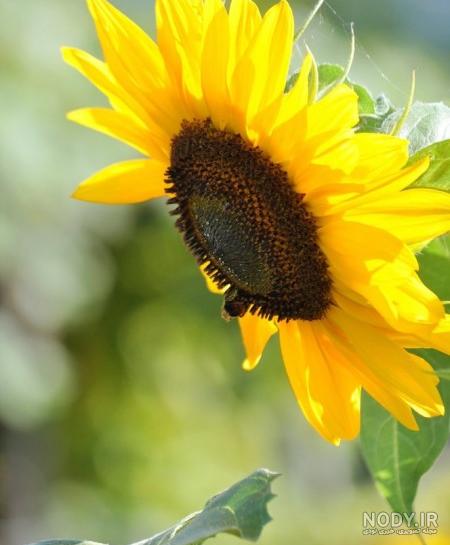 عکس گل نوشته دار پدر عکس گل نوشته دار پدر