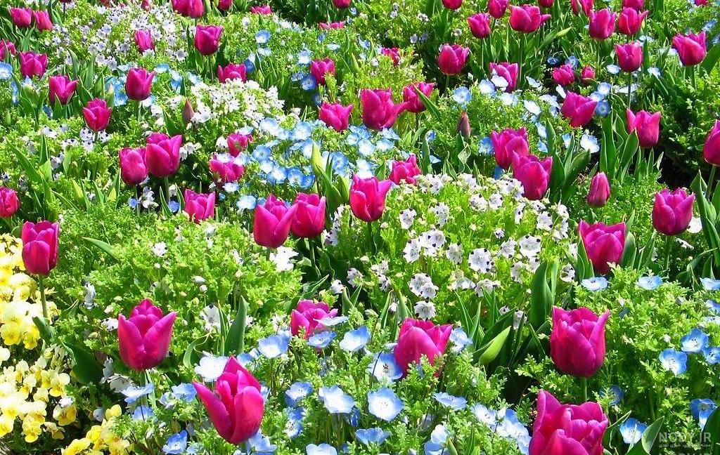 عکس گلهای بسیار زیبای جهان عکس گلهای بسیار زیبای جهان