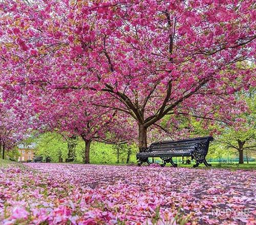 عکسهای زیبای بهاری پروفایل