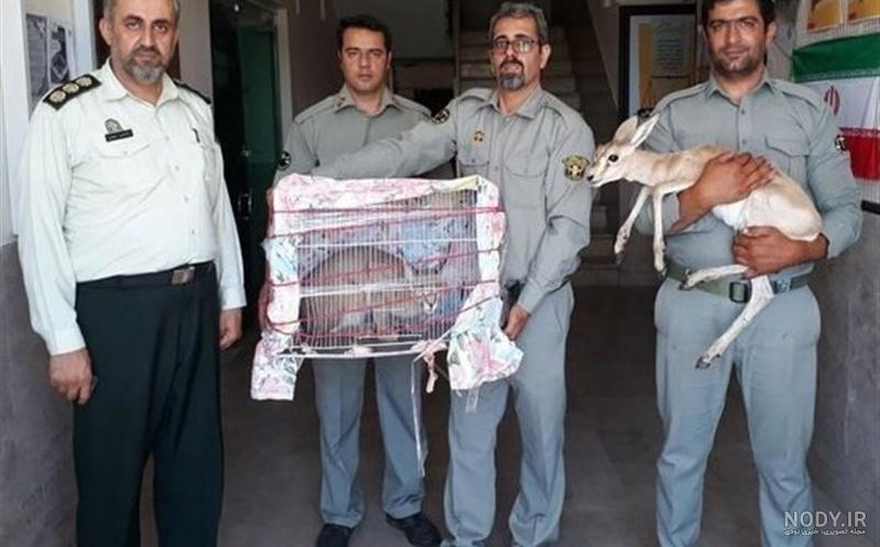 فروش سیاه گوش