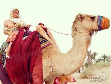 فواید شتر برای انسانها فواید شتر برای انسانها