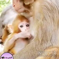 فیلم میمون