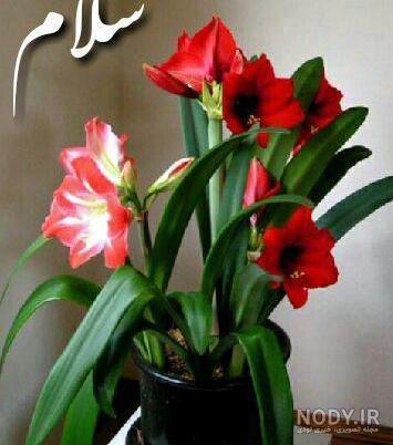 مدل گل زیبا