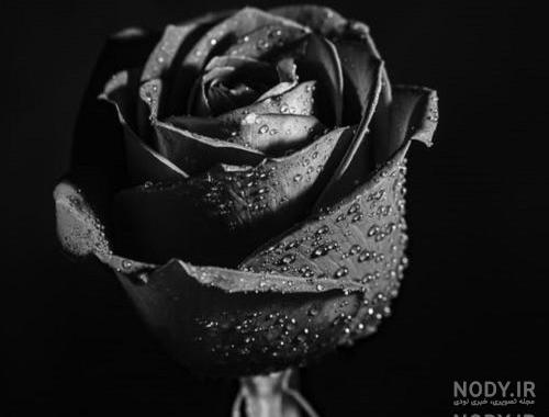 معنی گل رز سیاه معنی گل رز سیاه