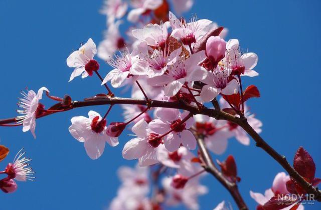 نقاشی شکوفه درخت سیب