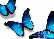 نقاشی پروانه گام به گام