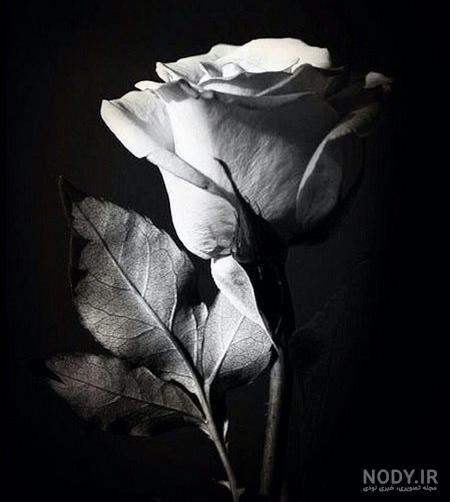 گل به رنگ سیاه گل به رنگ سیاه