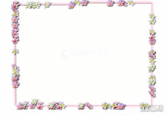 گل رز زرد گل رز زرد