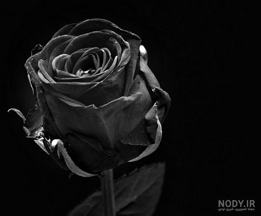 گل رز سیاه سفید گل رز سیاه سفید