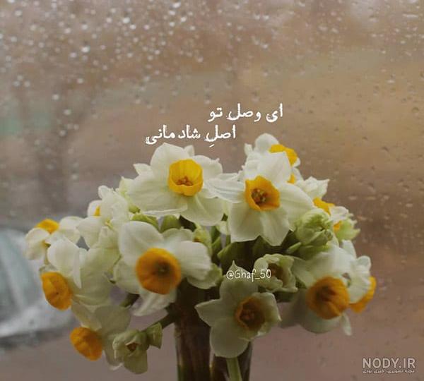 انواع گل نرگس با عکس انواع گل نرگس با عکس