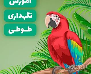 باهوش ترین نژاد طوطی باهوش ترین نژاد طوطی