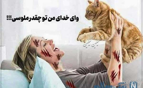 حیوانات خنده دار جالب