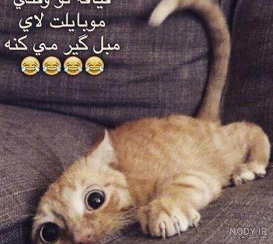 حیوانات خنده دار و با مزه