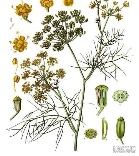 خواص رازیانه برای تخمدان