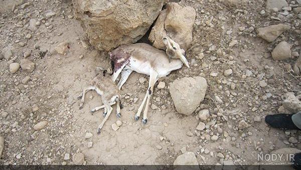 دانلود آهنگ میخوام برم کوه شکار آهو از شهاب عباسی دانلود آهنگ میخوام برم کوه شکار آهو از شهاب عباسی