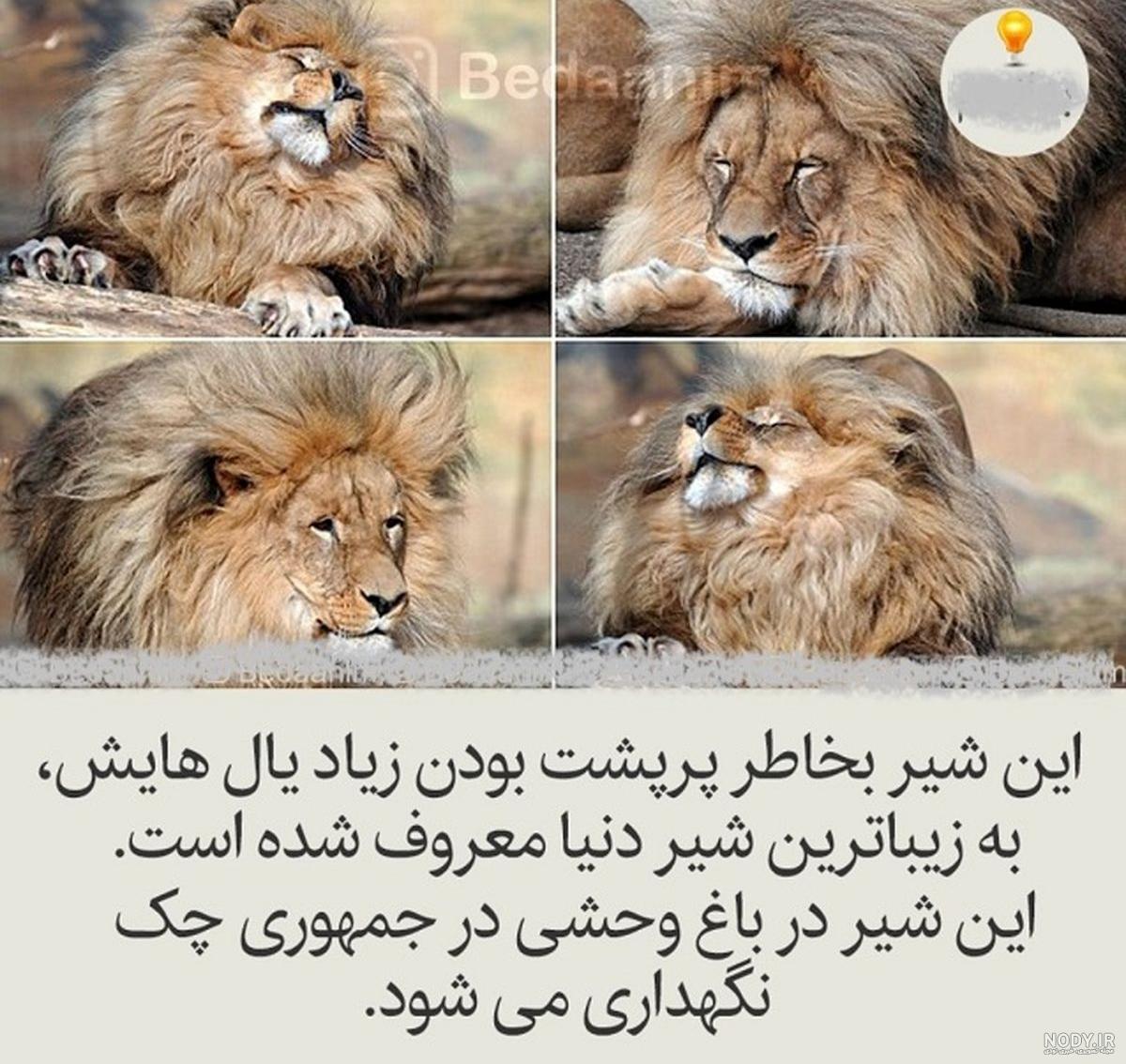 دشمن شیر سلطان جنگل