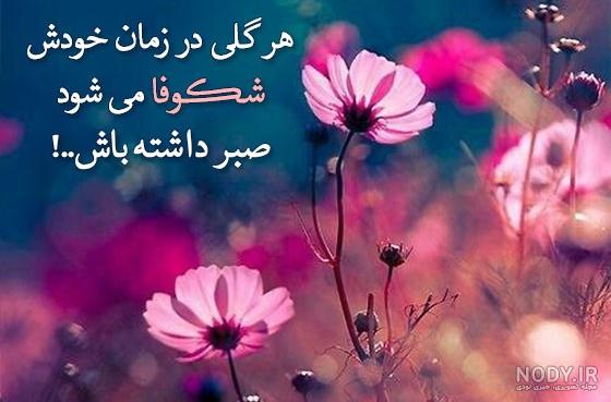 شقایق عکس شقایق عکس