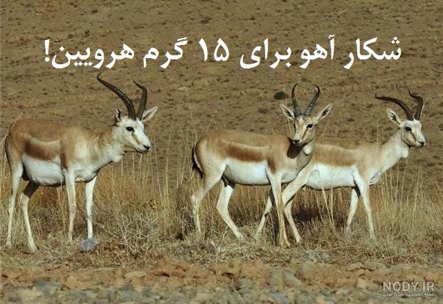 شکار با تفنگ بادی دیانا شکار با تفنگ بادی دیانا