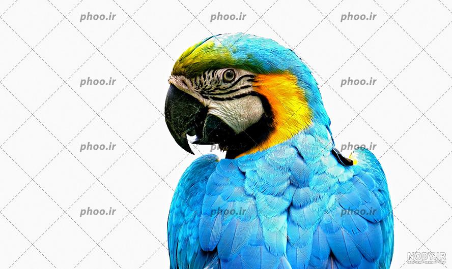 طوطی کاترین طوطی کاترین