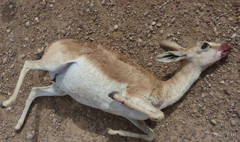 عکس آهو شکار