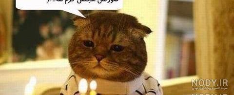عکس اورانگوتان خنده دار